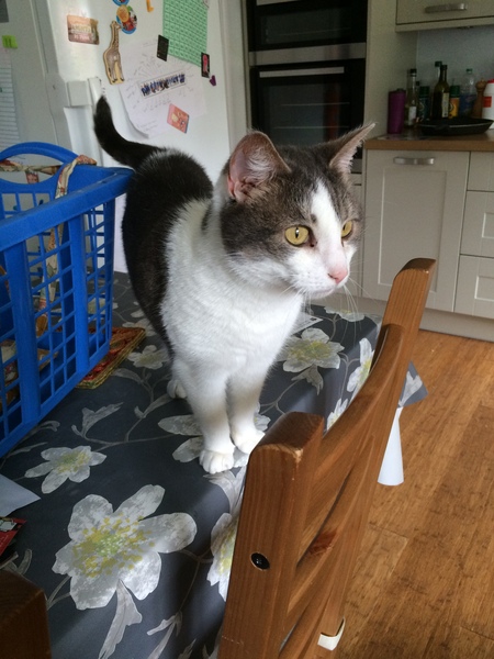 cat proofing and other new cat owner questions