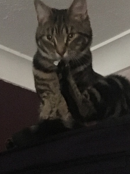 What's your DCat up to today? Pt 2