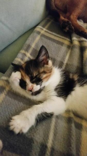 Where can I get kittens?