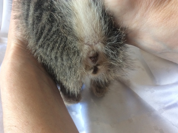 Tiny Dumped Kitten