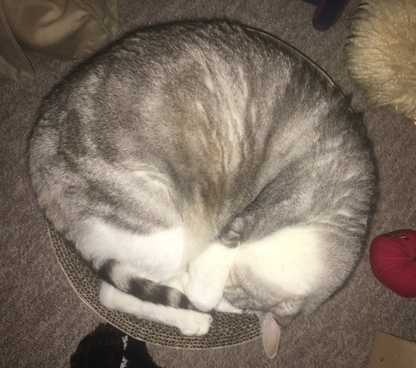 Does anyone have a petfusion cat scratcher? Are they worth the money?