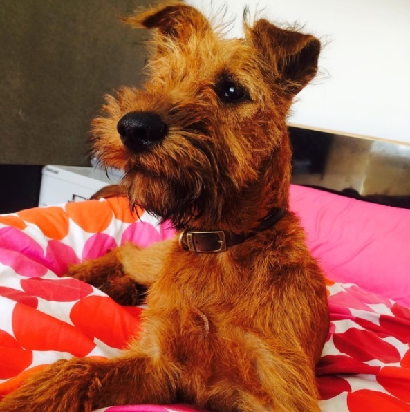 Does anyone fancy a teenage dog survival thread?
