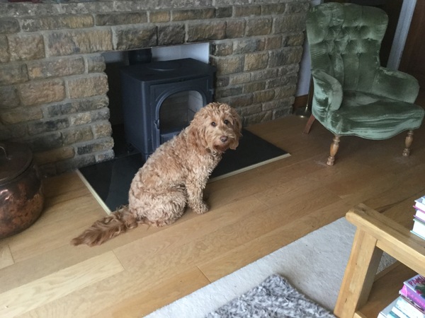Does anyone fancy a teenage dog survival thread?