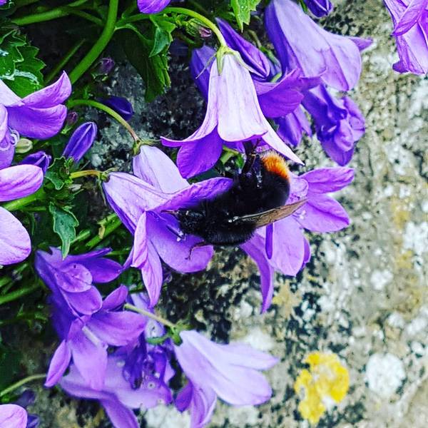 Find out how MNers are getting on with their Homebase Garden Goals challenge NOW CLOSED