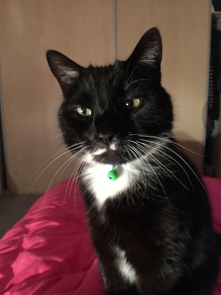 The worlds most tolerant cat?
