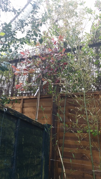 The first rule of potting shed is YOU ALWAYS talk about potting shed. The thread continues.