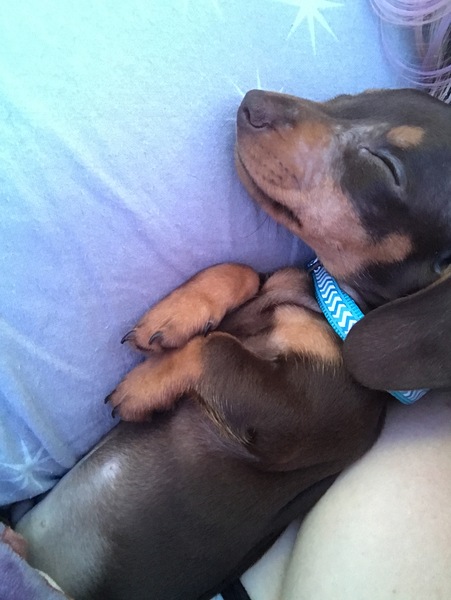 Does anyone fancy a "puppy survival" thread part 2