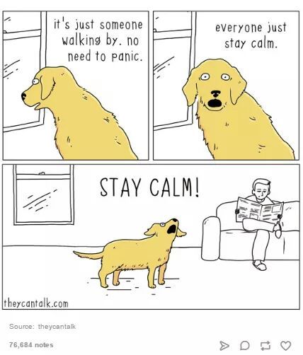 To ask if there's any good reason to *not* get a dog?