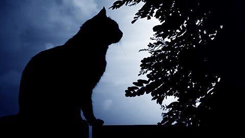 Downing Street Cats Drama