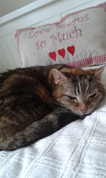 First night in nearly 26 years without a cat...