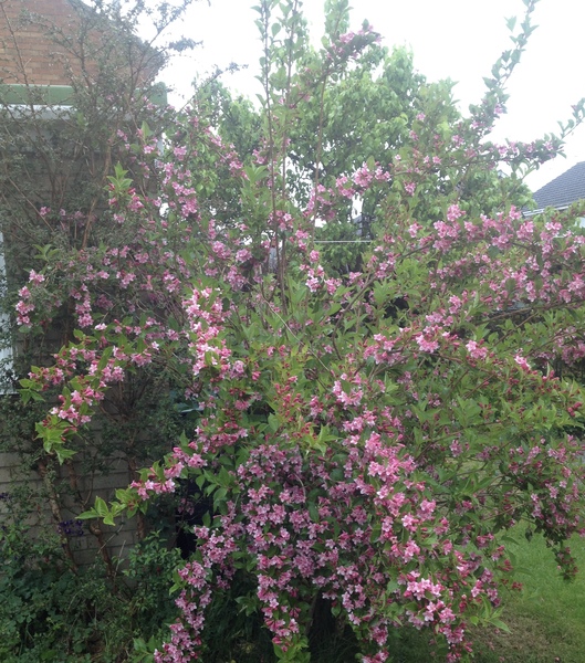 Dh has died - the MN Aunties are helping me keep on