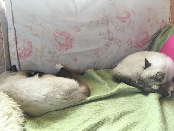 Cats still catting. What's your DCat up to today? Pt 3