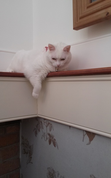Cats still catting. What's your DCat up to today? Pt 3