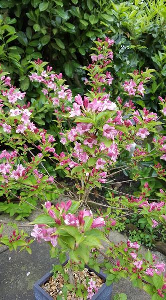 Can Anyone tell me what this tree is please?
