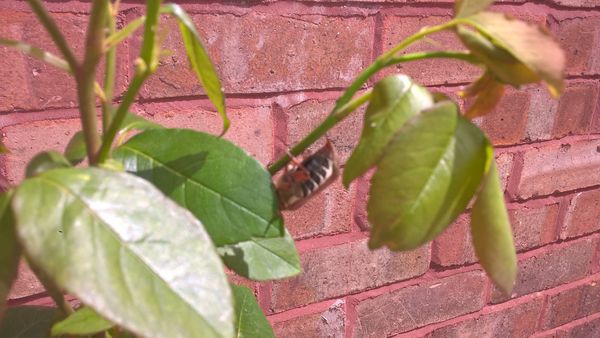 could this be a Cockchafer beetle?