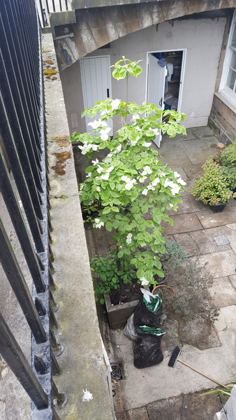 ID of beautiful tall tree/shrub