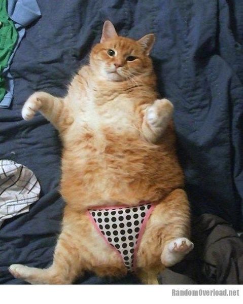 Ladies in knickers