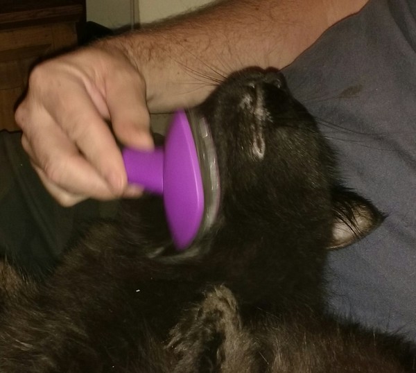 Cats still catting. What's your DCat up to today? Pt 3