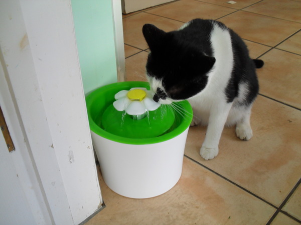 Tiny Dumped Kitten