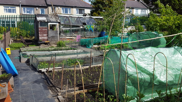 Allotment/Veg Patch Thread 9 - Spring is sprung, its getting really busy!