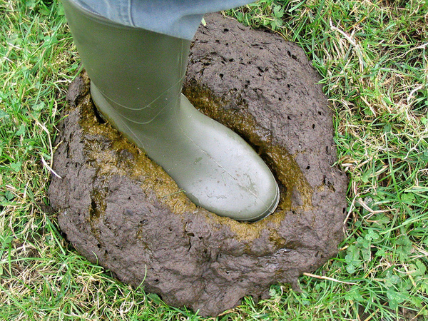 What exactly is a "Soft Brexit"?