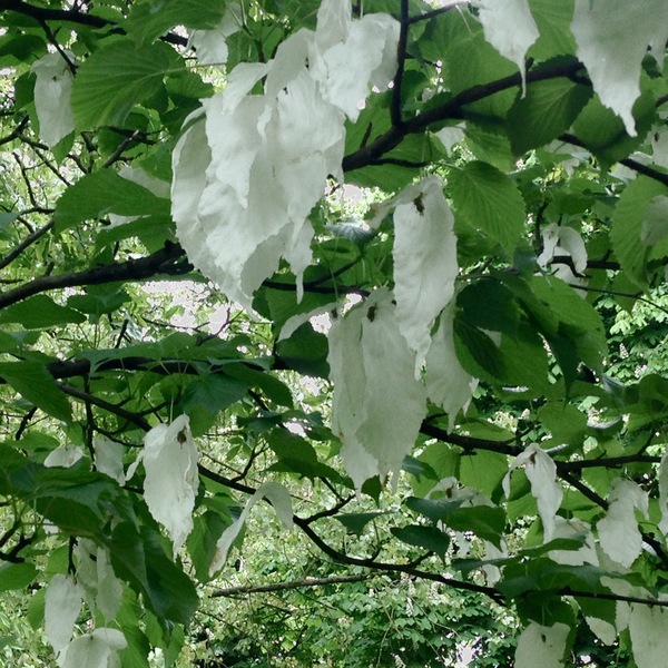 What's this amazing tree