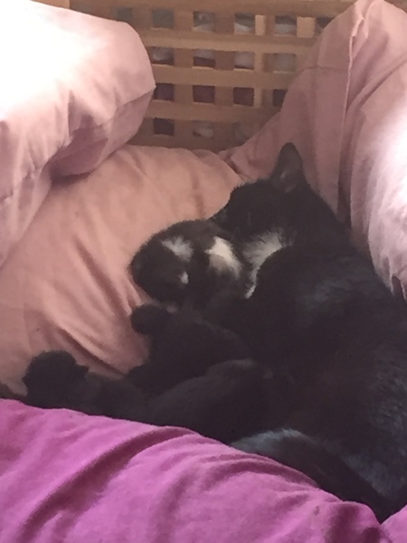 Update on aggressive foster cat and kittens