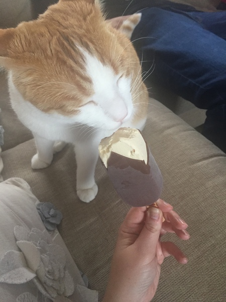 Weird things your cats eat