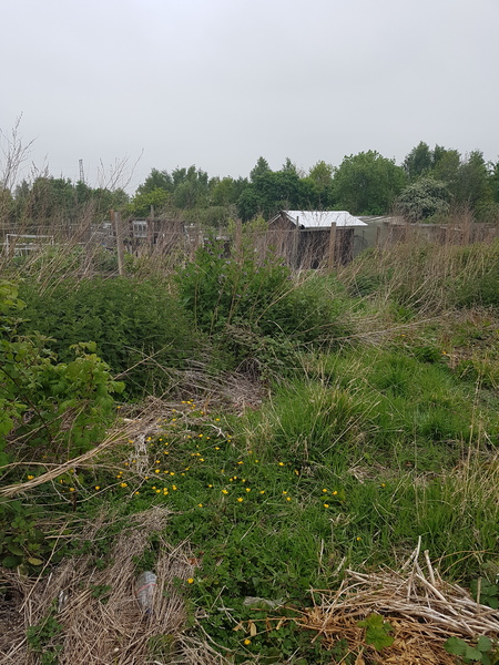 Allotment/Veg Patch Thread 9 - Spring is sprung, its getting really busy!