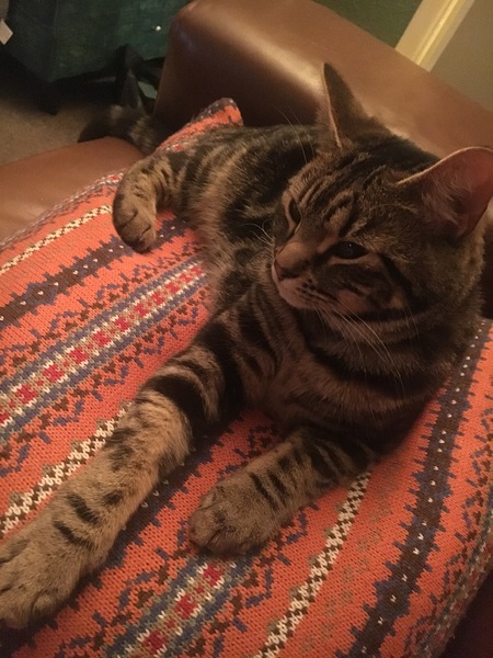 Cat so wakeful in the night - help :;