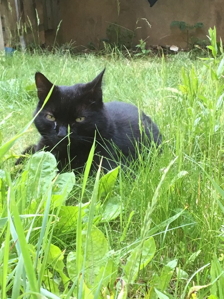 Cats still catting. What's your DCat up to today? Pt 3