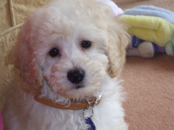 Sproodle puppy - would you recommend?