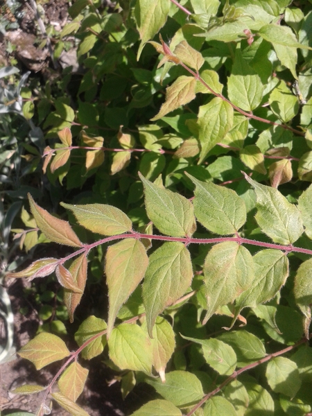 Shrub ID