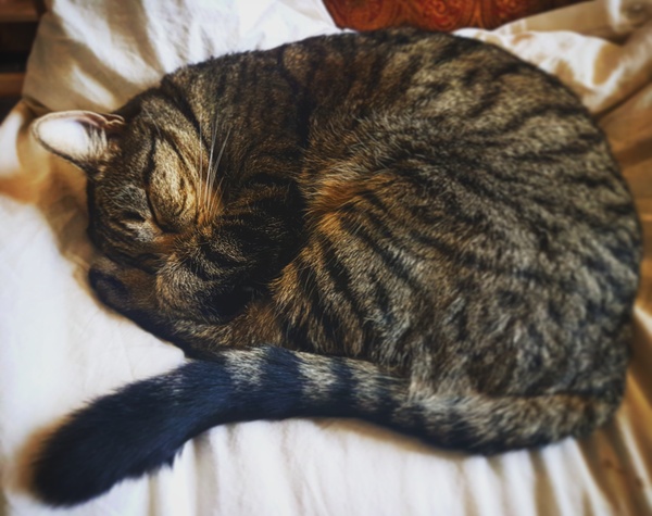 What's your DCat up to today? Pt 2
