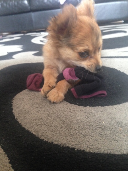 Does anyone fancy a 'puppy survival' thread?
