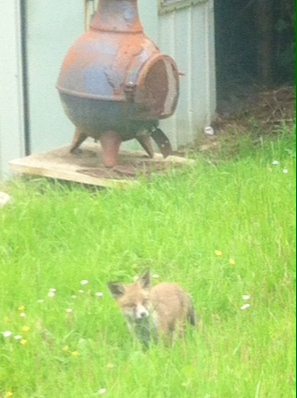 To help a mangy scrap of fox?