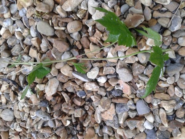 Plant ID - quick before we dig it all up