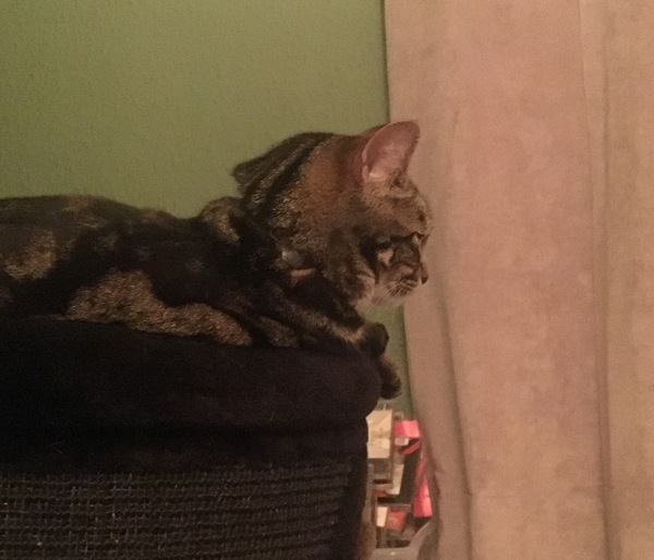 Cats still catting. What's your DCat up to today? Pt 3