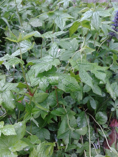 Plant ID - quick before we dig it all up