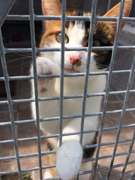 cat proofing and other new cat owner questions