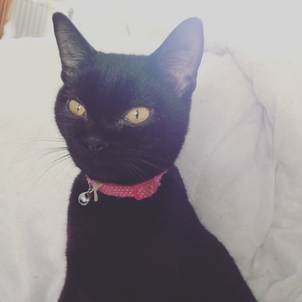 Cats still catting. What's your DCat up to today? Pt 3