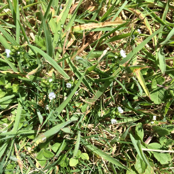 Tiny plants/flowers for lawn