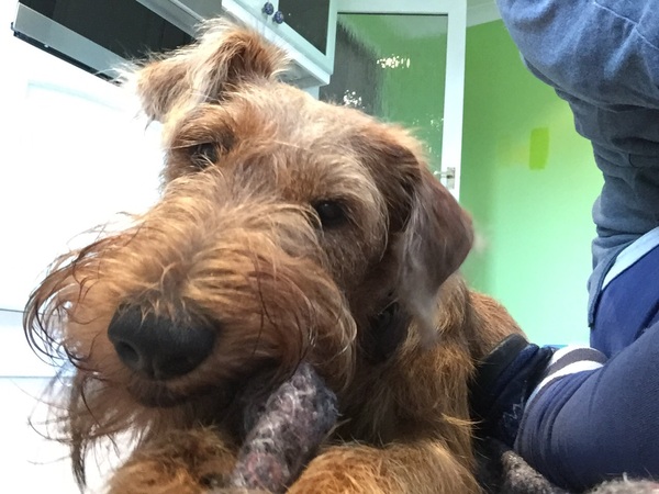 Does anyone fancy a teenage dog survival thread?