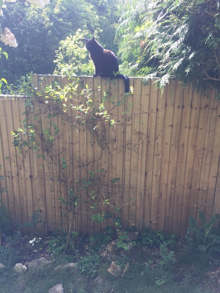 What is up with my honeysuckle?