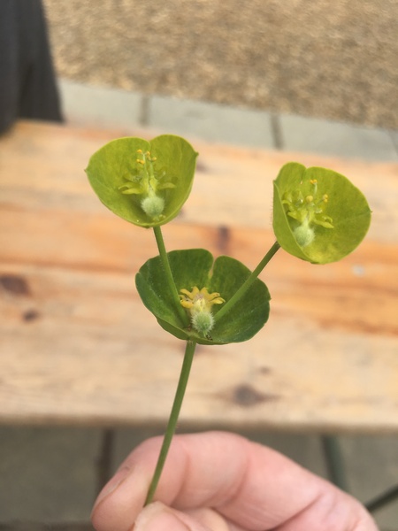 What is this plant please?