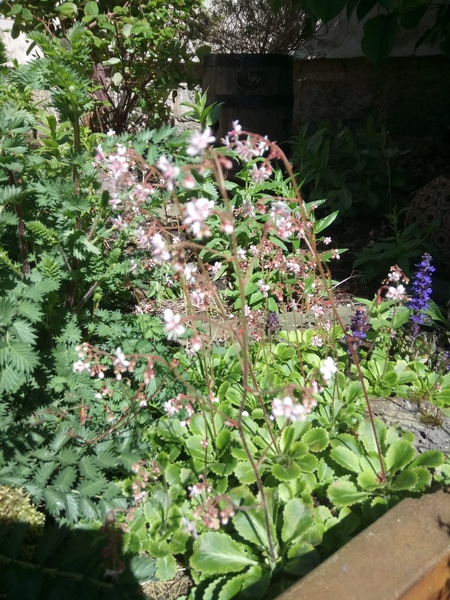 Name this flower/why are my sweetpeas dying (pics!)