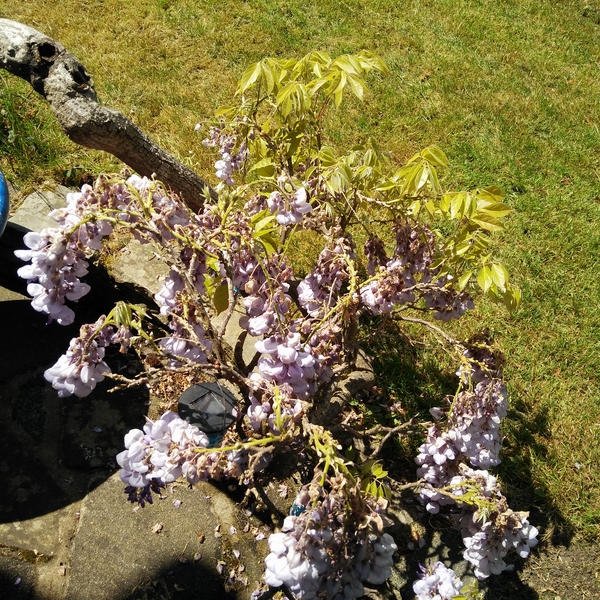 Wisteria Help please (pics)