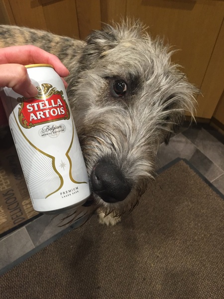 Does anyone fancy a "puppy survival" thread part 2