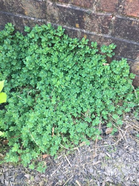 Several plant ID needed please