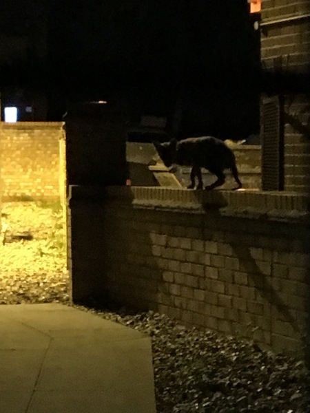 To help a mangy scrap of fox?